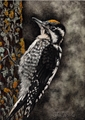 Dressed To Match, Susan Morris
